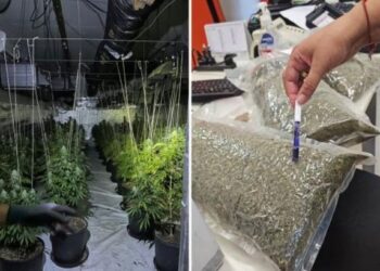 Zbulohet në Itali sera me kanabis, arrestohet një shqiptar. Rreth 300 mijë euro drogë e sekuestruar