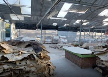 Droga e fshehur në lëkurët e kafshëve/ Laboratori i kokainës në Greqi, zbulohen identitetet e shqiptarëve të arrestuar dhe në kërkim, “koka” ndodhet në Spanjë