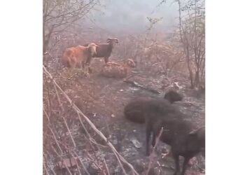 Digjen të gjalla bagëtitë në Delvinë, pronari akuza shtetit: Fshati Kopaçez është bërë hi