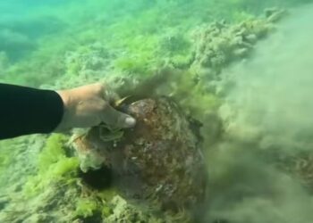 Rama ndan pamjet e Parkut Arkeologjik Nënujor të Durrësit: Çdo amforë rrëfen një kujtim të lashtë