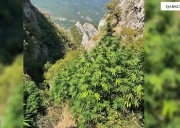 Mbollën në mes të pyllit parcelën me 130 rrënjë kanabisi, shpallen në kërkim 2 vëllezërit në Mirditë