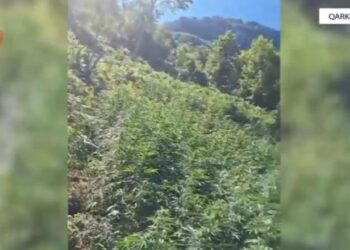 Asgjësohen rreth 3 mijë bimë kanabisi në Shkodër, në hetim 2 roje mjedisi! Shpëtojnë kultivuesit