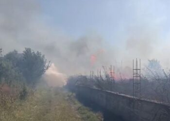 Zjarr i madh në Lushnjë, digjen disa toka dhe një parcelë me ullinj! Flakët favorizohen nga era e fortë