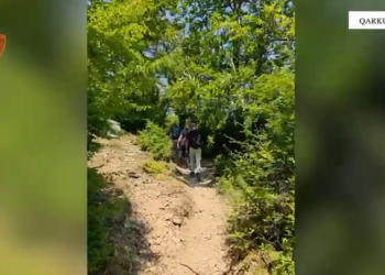 Asgjësohen mbi 3 mijë bimë narkotike, procedohen dy kryepleq në Shkodër dhe roja