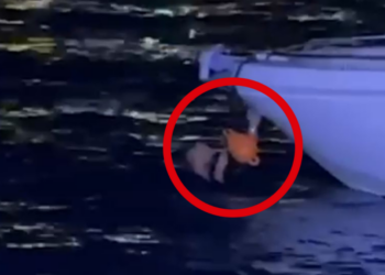 EMRAT / Njëri u hodh në det për t’i shpëtuar Policisë. Kush janë 3 të arrestuarit në Sarandë. Gjendet arma dhe…