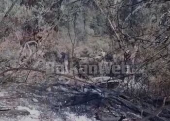 “U dogjën ullinjtë dhe pemët”/ Pamje trishtuese nga ajo që la pas zjarri në Shetel të Shijakut, banorët: Të verifikohen dëmet