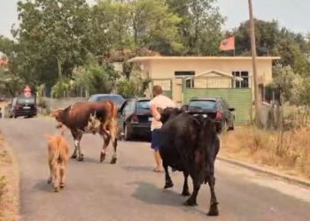 “1 milionë euro dëm në blegtori”/ Ekspertët: U dogjën mijëra bagëti e koshere bletë, shifrat pritet të rriten!