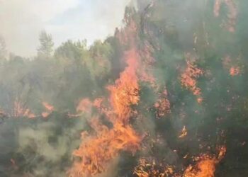 VIDEO / Pylli i Pishë-Poros në Vlorë prej dy ditësh në flakë, tymi mbulon zonën! Vështirësohet ndërhyrja