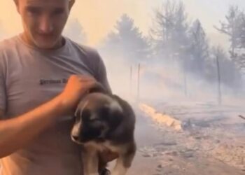 “Respekt”, Rama shpërndan foton e të riut duke shpëtuar një qen nga zjarri