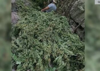 Asgjësohen mbi 16 mijë bimë narkotike në Shkodër, sekuestrohen qindra boçe me kanabis