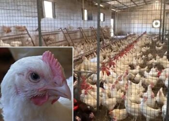 Ministria e Bujqësisë ndalon importin e shpendëve dhe derrave të prekur nga murtaja afrikane