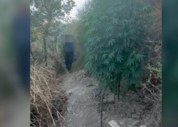 Kapet në flagrancë duke kultivuar kanabis, arrestohet 58-vjeçari