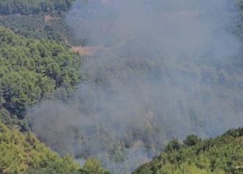 3 vatra zjarri aktive në masivin pyjor në Mallakastër, kryebashkiaku apel për ndërhyrje nga ajri