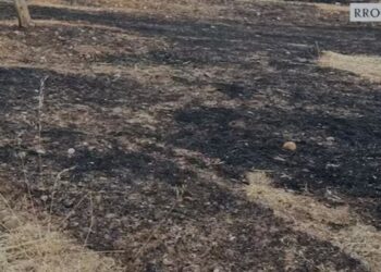 Dogji një sipërfaqe të madhe me pemë, arrestohet autori i zjarrvënies në Rrogozhinë
