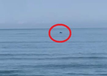 Delfinët shfaqen në plazhin e Darzezës, surprizojnë pushuesit