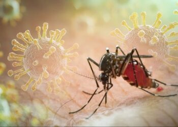 U shfaq në Shqipëri në 1979, mushkonja tigër po përhapet me shpejtësi në Europën Veriore