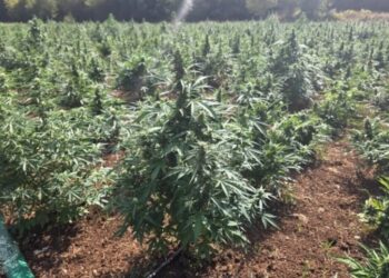 Zbulohet plantacioni më i madh i marijuanës në historinë e Mal të Zi