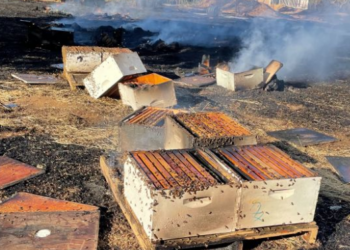 Zjarri në fshatrat e Delvinës, digjen edhe kosheret, bletët ‘pushtojnë’ fshatin