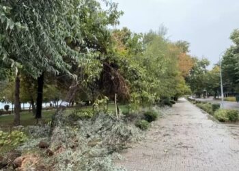 Pemë të thyera, e tenda të rrëzuara, pasojat e stuhisë në Pogradec