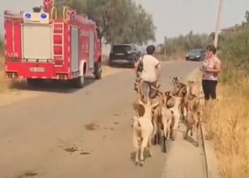 VIDEO / Zjarret në Gramsh, banorët me sytë nga shteti: Humbëm gjithçka