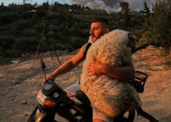 “Kafshët ishin të lidhura, krim!”/ Flet shqiptari, ikonë e zjarreve në Greqi me delen në krah