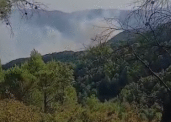 Zjarr në Gjynaqarë të Patosit, flakët përfshijnë pyllin me pisha