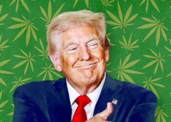 Industria e kanabisit financoi fushatën e Trump, presidenti do t’i kthejë “borxhin”
