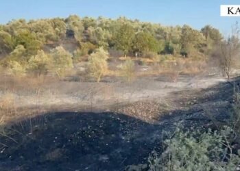 Zjarri dogji pemët në Kavajë, arrestohet autori i dyshuar