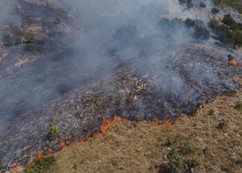Pyjet e Shqipërisë po tkurren me shpejtësi, zjarret dhe prerjet e paligjshme rrezikojnë ekosistemin