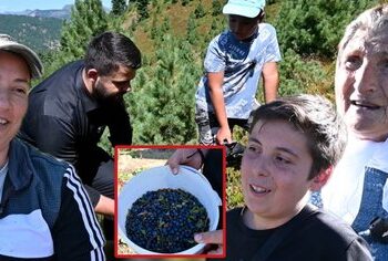 Boronica e bjeshkës së Tropojës, fruti që i jep çdo familje deri 6 mijë euro