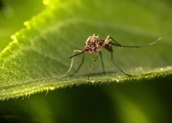 Cili vend nuk vizitohet nga mushkonjat dhe pse?
