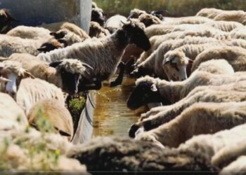Tufat e qenve endacakë sulmojnë bagëtitë në stan, denoncojnë banorët e Dhërmiut: Na humbën rreth 50 krerë dele