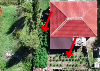 Kultivim kanabisi në oborrin e shtëpisë, një i arrestuar dhe një i shpallur në kërkim