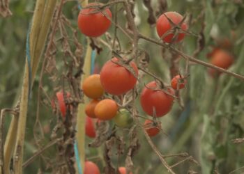 Kur natyra godet: Mbi 198 milionë dollarë humbje çdo vit, 5 mijë shqiptarë të prekur