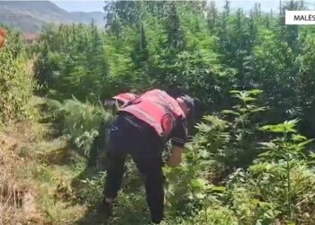 Një faqe mali me 12 mijë rrënjë kanabis, 14 të arrestuar në Malësi të Madhe (EMRAT)