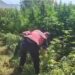 Një faqe mali me 12 mijë rrënjë kanabis, 14 të arrestuar në Malësi të Madhe (EMRAT)