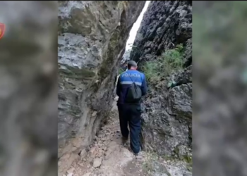 Zbulohen dhe asgjësohen 4600 rrënjë kanabis të fshehura pas malit