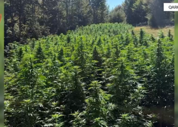 Asgjësohen 9317 bimë kanabisi në Shkodër, shpallet në kërkim një 52-vjeçar dhe procedohet kryetari i fshatit