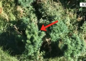 Kurbin, gjenden 221 bimë kanabisi e 108 fara/ Arrestohen dy persona, një në kërkim