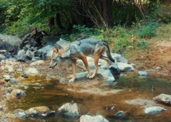 Rama ndan videon unike nga natyra shqiptare: Habitatet e sigurta për speciet e shumëllojshme