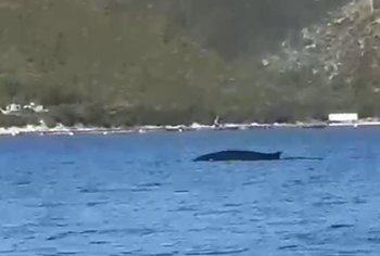 E rrallë/ Balena shfaqet në ujërat e gjirit të Vlorës, befasohen pushuesit