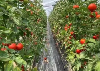 Bllokimi i domateve në Kroaci frikëson eksportuesit e Beratit/ Ndalohet tregtia pas arrestimeve