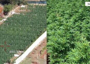 Kultivuan 5093 bimë kanabisi në Malësi të Madhe, pranga 2 personave/ Shpallen në kërkim dy vëllezër