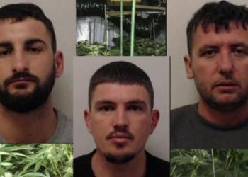 Kultivuan 2 mln euro kanabis në Skoci: Dënohen me rreth 20 vite burg 3 shqiptarët në Britani!