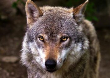 Ujku sulmon vajzën 5-vjeçare në Greqi/ E mitura u dërgua në spital për të trajtuar plagët..