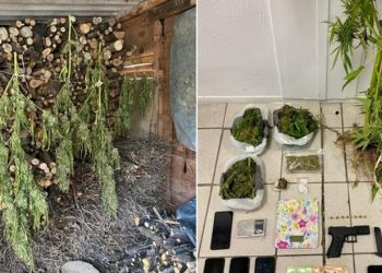 Policia iu gjeti kanabis dhe armë në fermën e tyre, arrestohen tre shqiptarët në Greqi