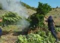 Kavajë/ 550 bimë narkotike në zonën që mbulonin, AMP pezullon 4 policë