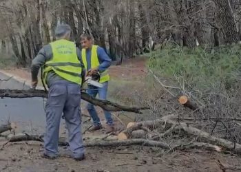 Pishat e dëmtuara rrëzohen në rrugë, Pylli i Sodës i rrezikshëm për kalimin me automjete
