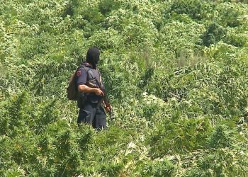 Mbyllet dosja për bandën e hashashit, Apeli i GJKKO merr vendim për 32 të akuzuarit, ulet dënimi për 10 prej tyre