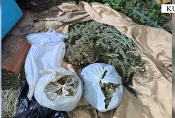 Gjenden mbi 7 kg kanabis në Kurbin, arrestohet 62-vjeçari (VIDEO)